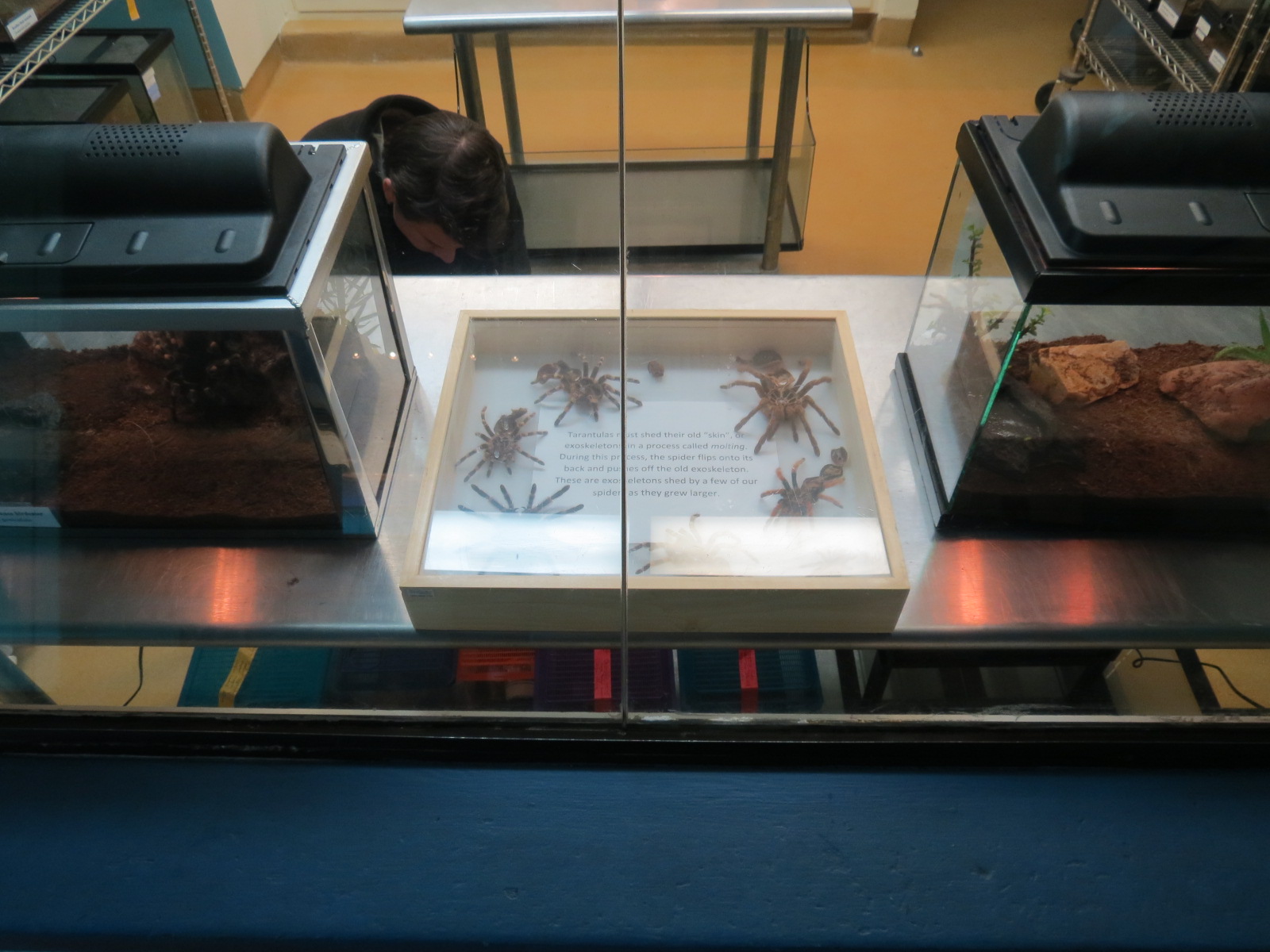 Arachnid Rescue Center