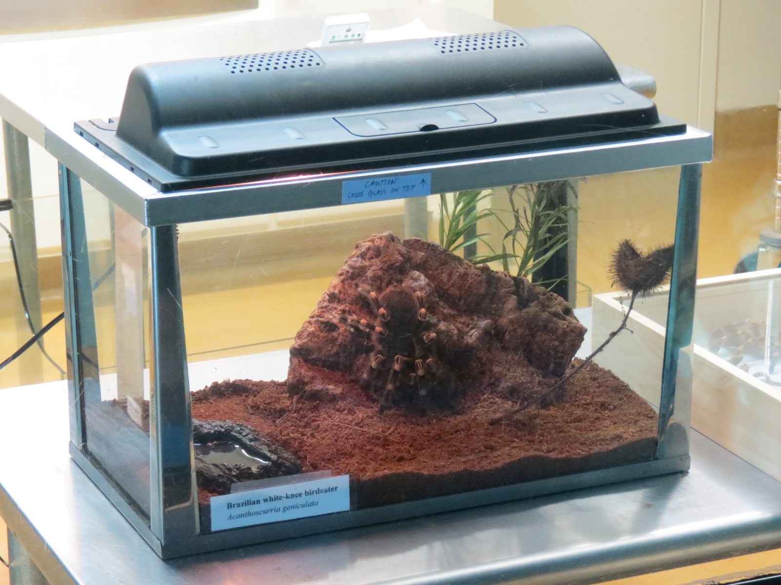 Arachnid Rescue Center