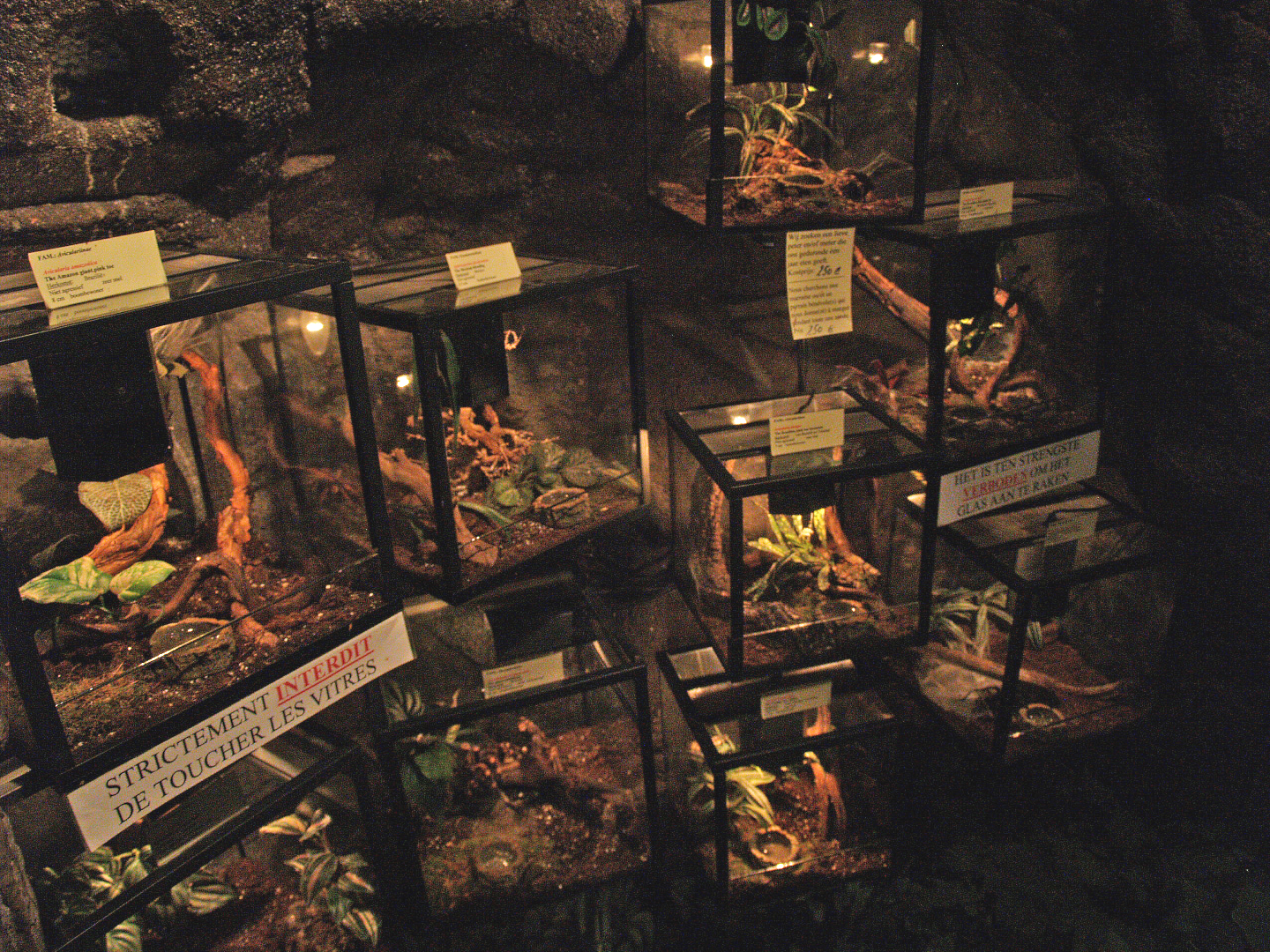 Arachnid terrariums, 2009-04-14