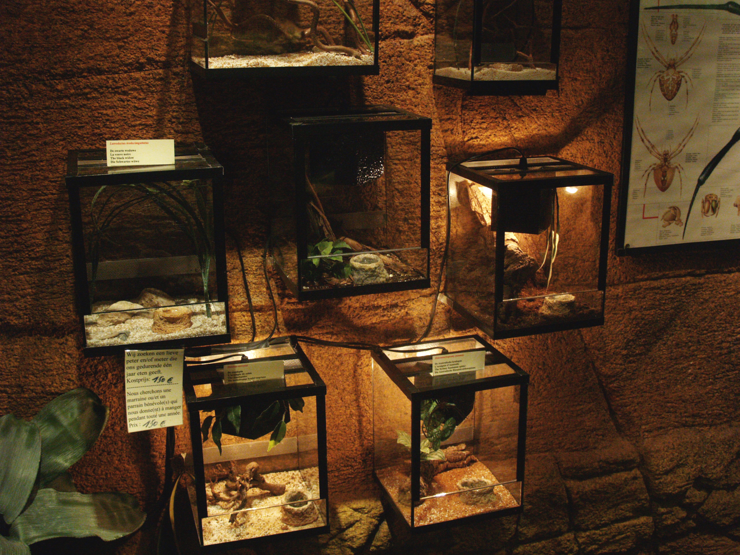 Arachnid terrariums, 2009-04-14