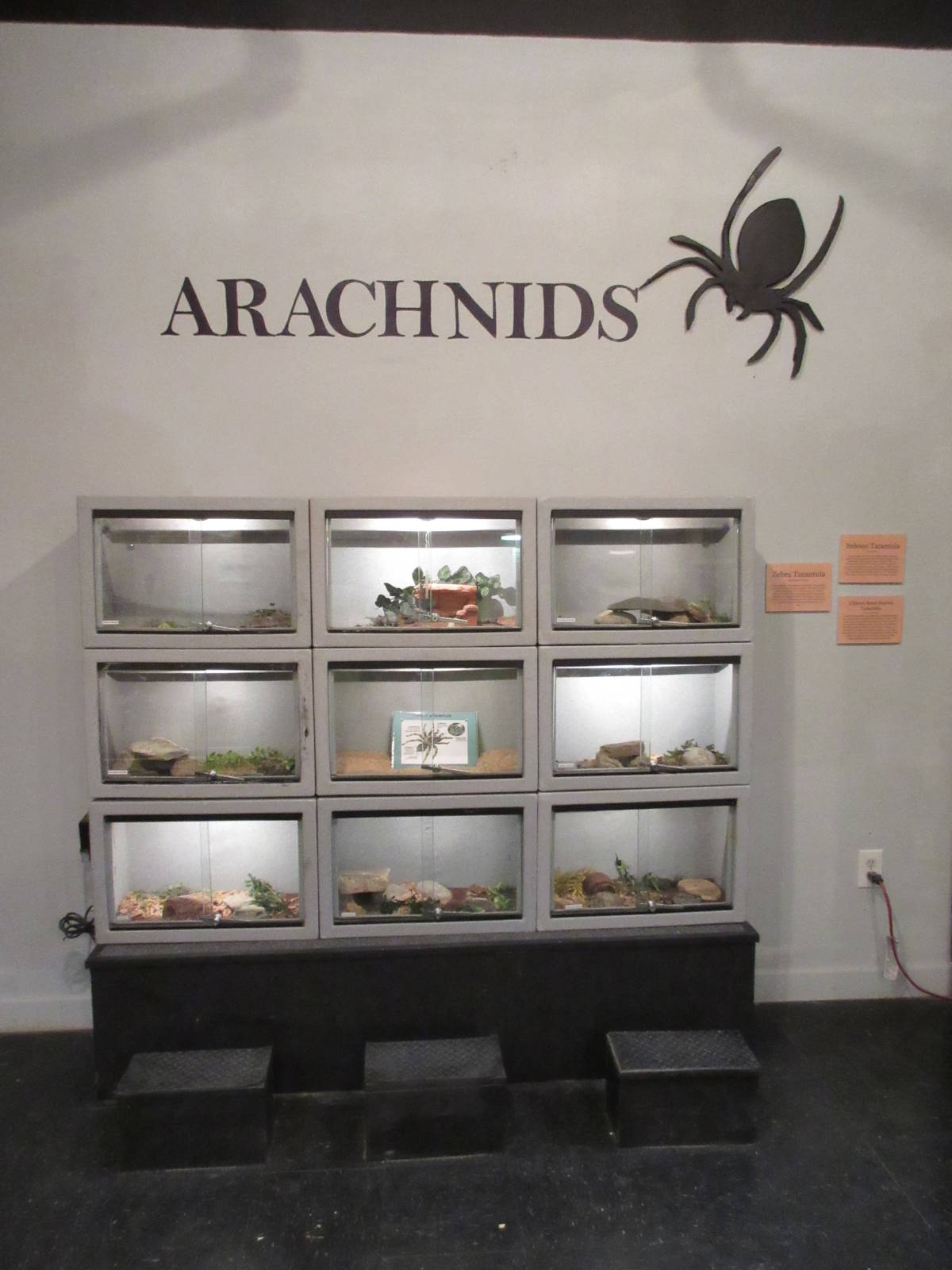 Arachnid Terrariums