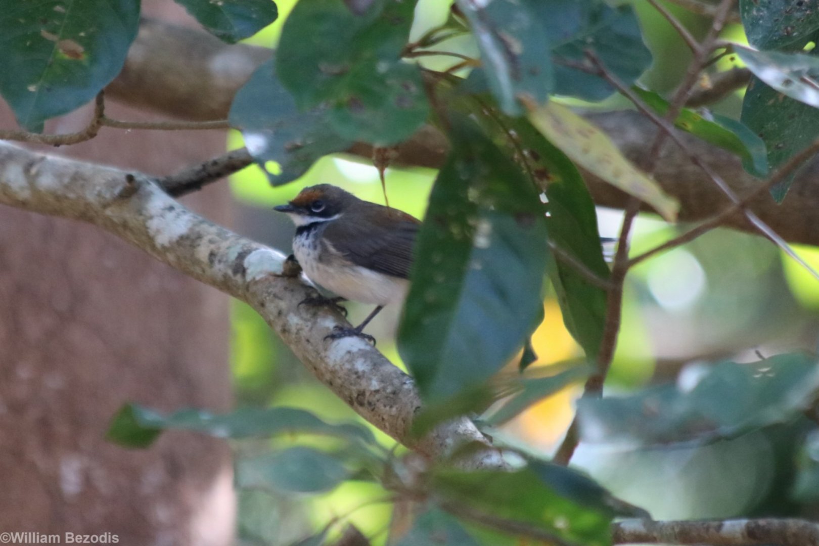 Arafura Fantail - Fogg Dam