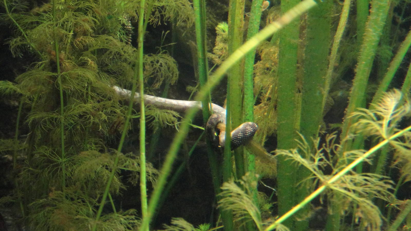 Arafura File Snake Tail