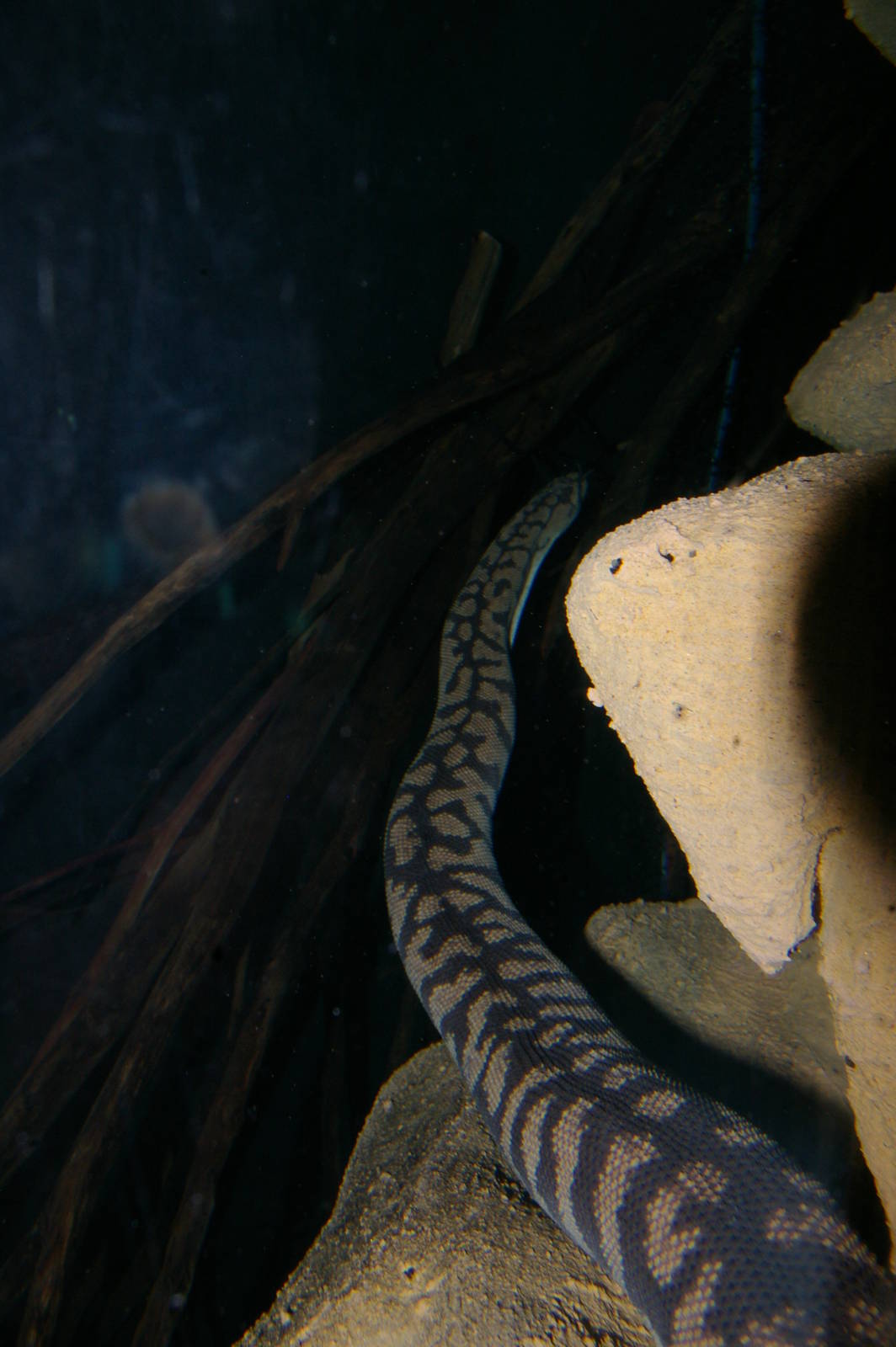 Arafura filesnake (Acrochordus arafurae)