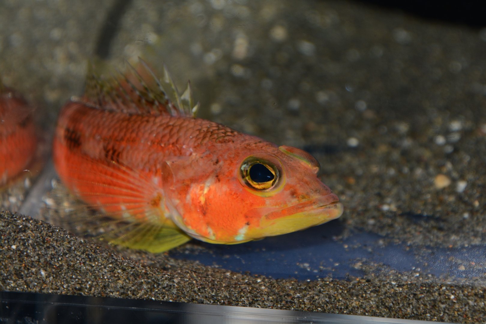 Arafura perchlet (Chelidoperca pleurospilus)