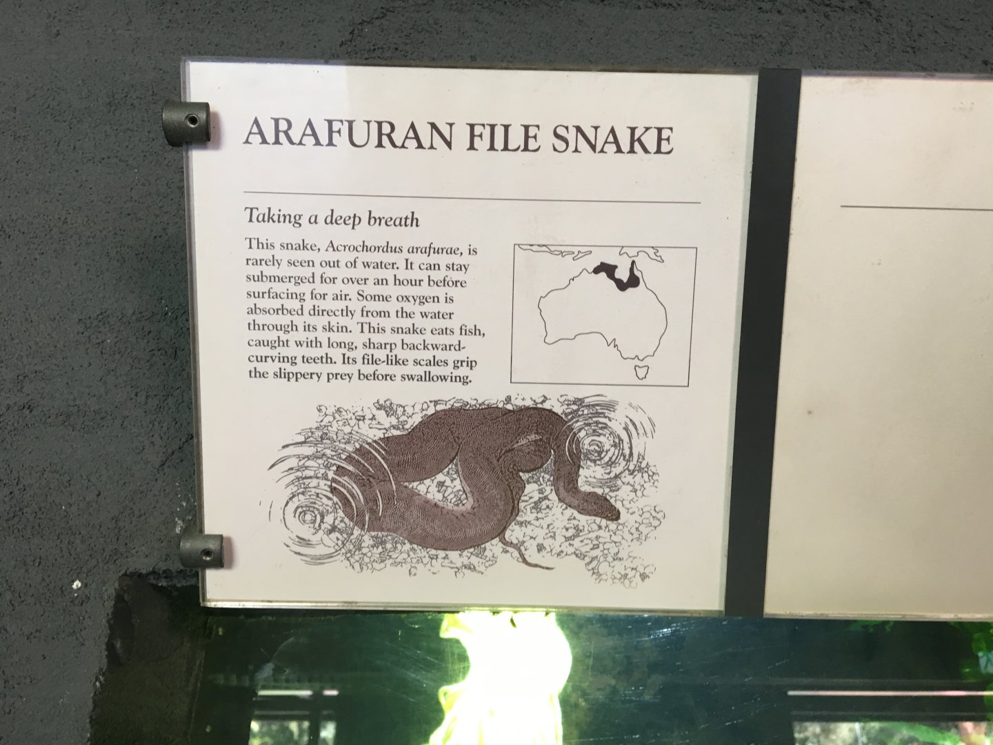 Arafuran File Snake