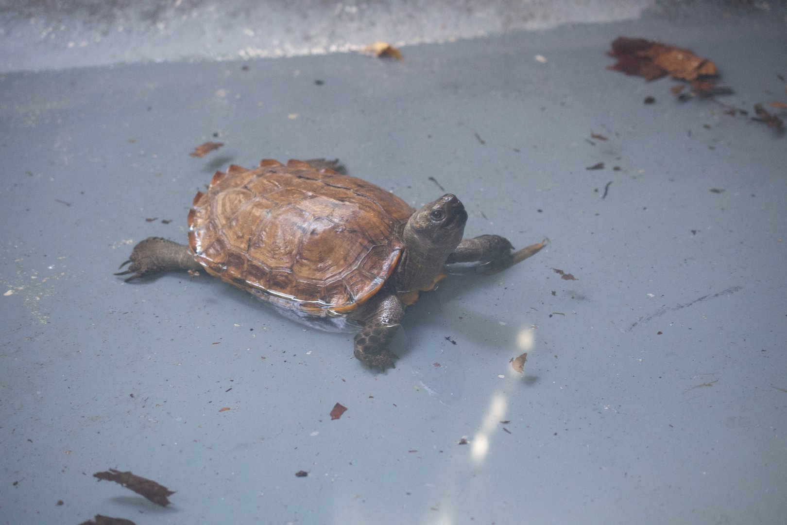Arakan Forest Turtle- (Heosemys depressa)