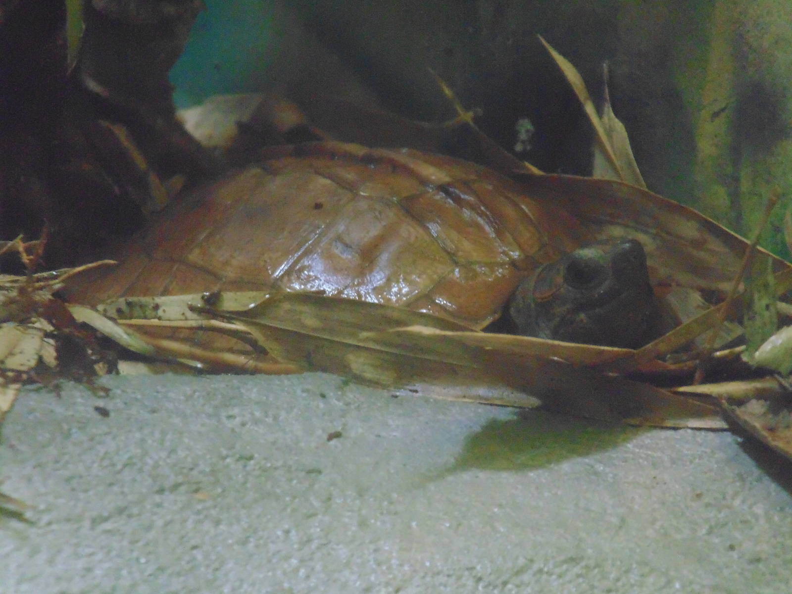 Arakan Forest Turtle