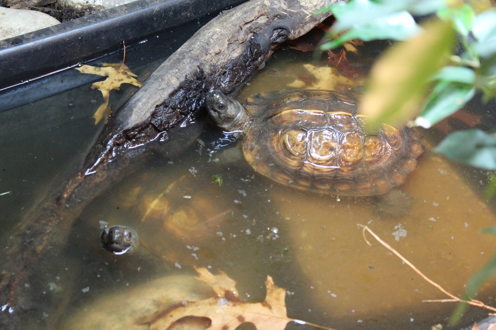Arakan forest turtle