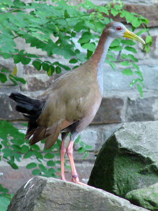 Aramides ypecaha / Giant wood rail