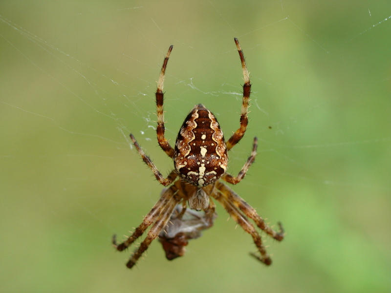 Araneus diadematus
