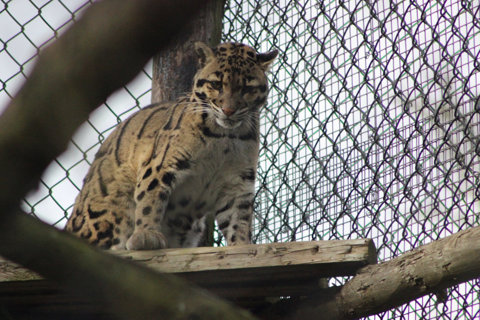 Aranya - Clouded Leopard