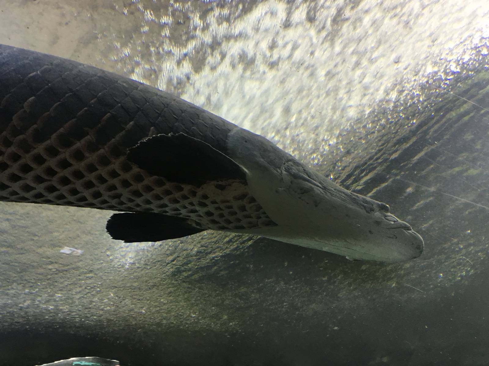 Arapaima 140216