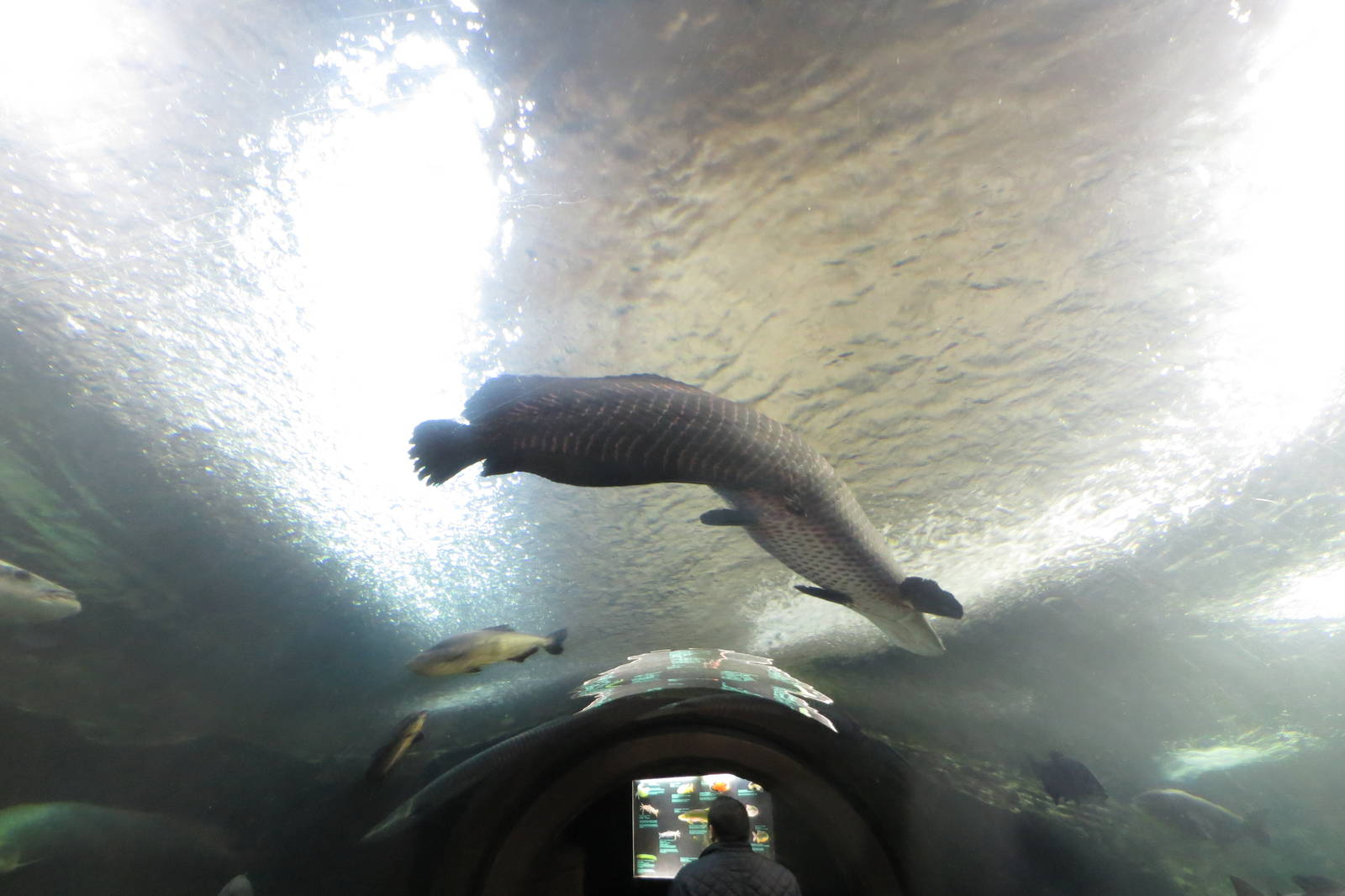 Arapaima 140216