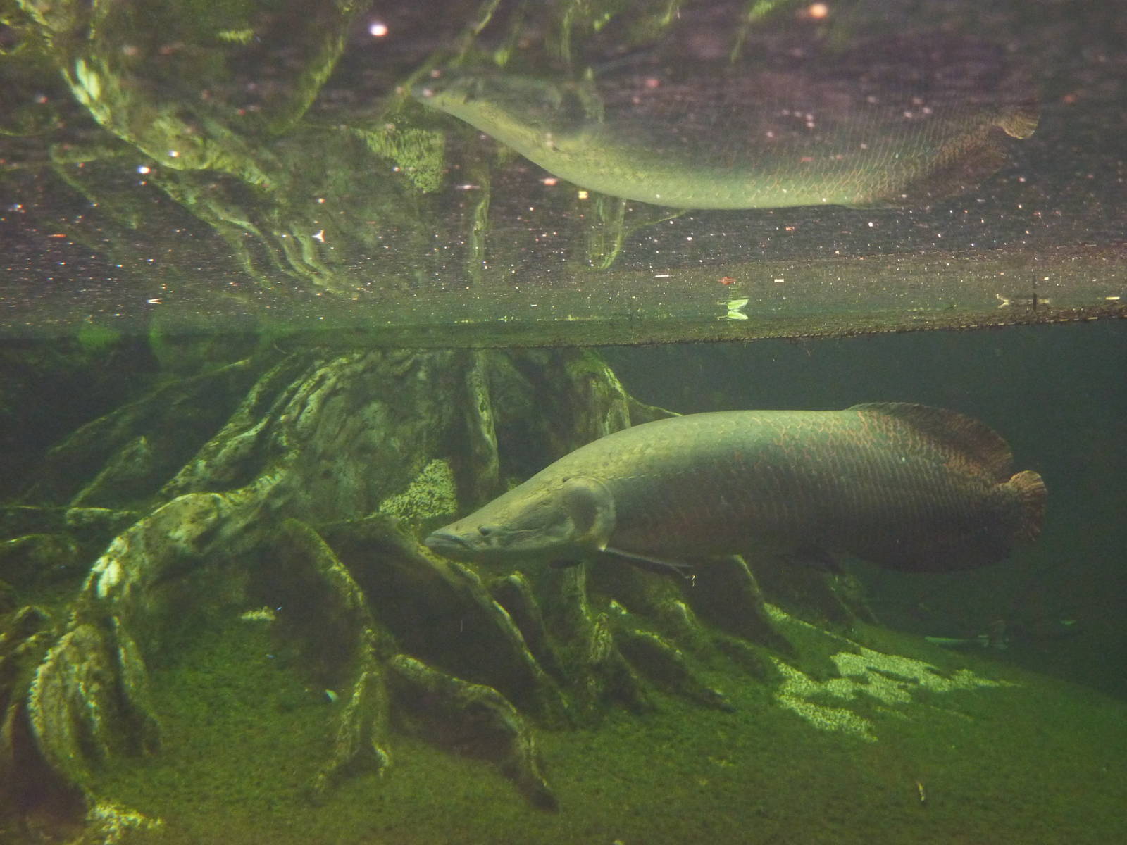 Arapaima, 7th April 2012.