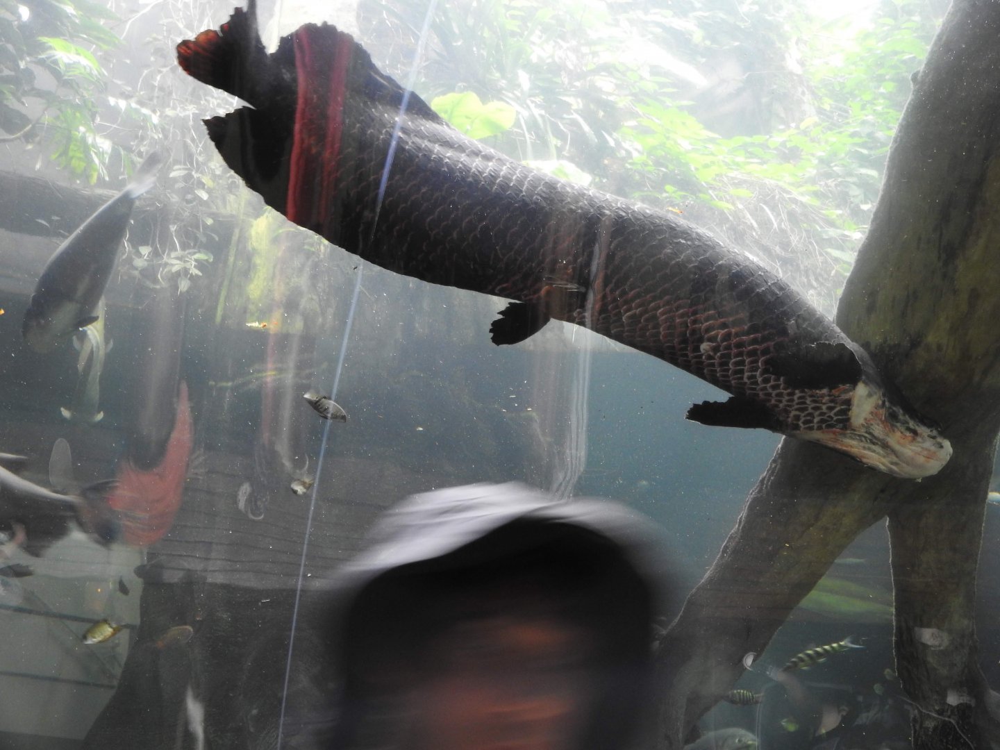 Arapaima, Amazon River Tunnel