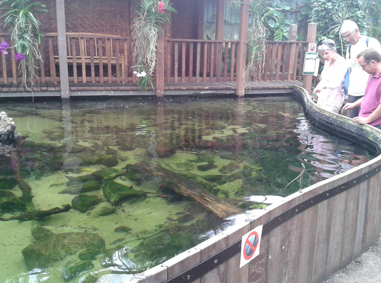 Arapaima and Giant catfish enclosure