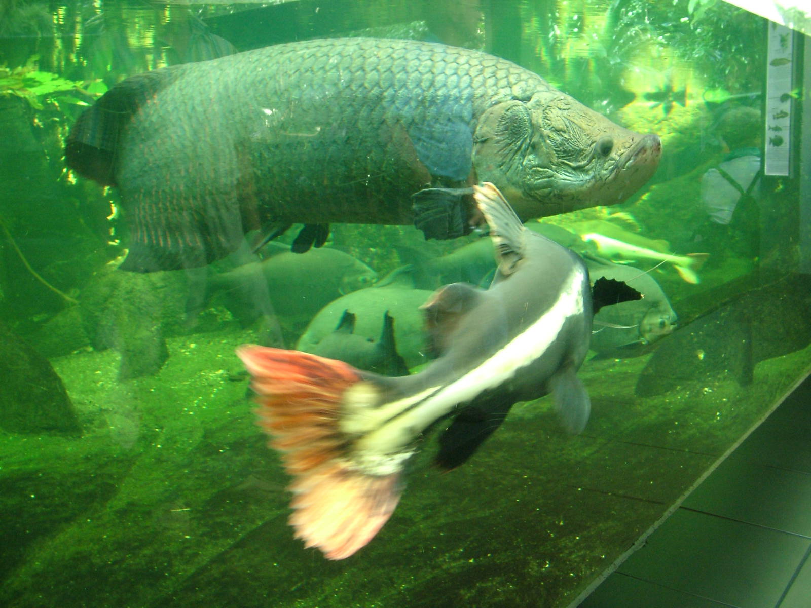 Arapaima and Red-tailed Catfish at Berlin Zoo Aquarium, 31/08/11
