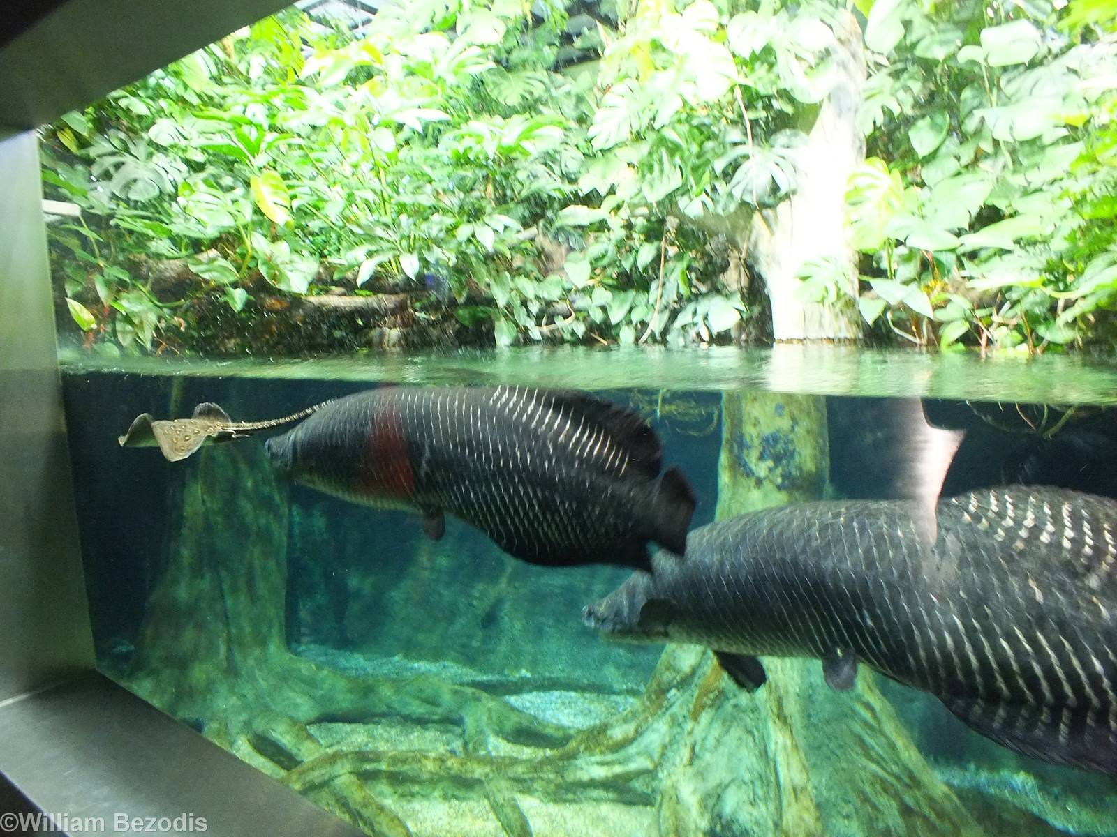 Arapaima and Stingray Tank in the Newly Renovated Aquarium