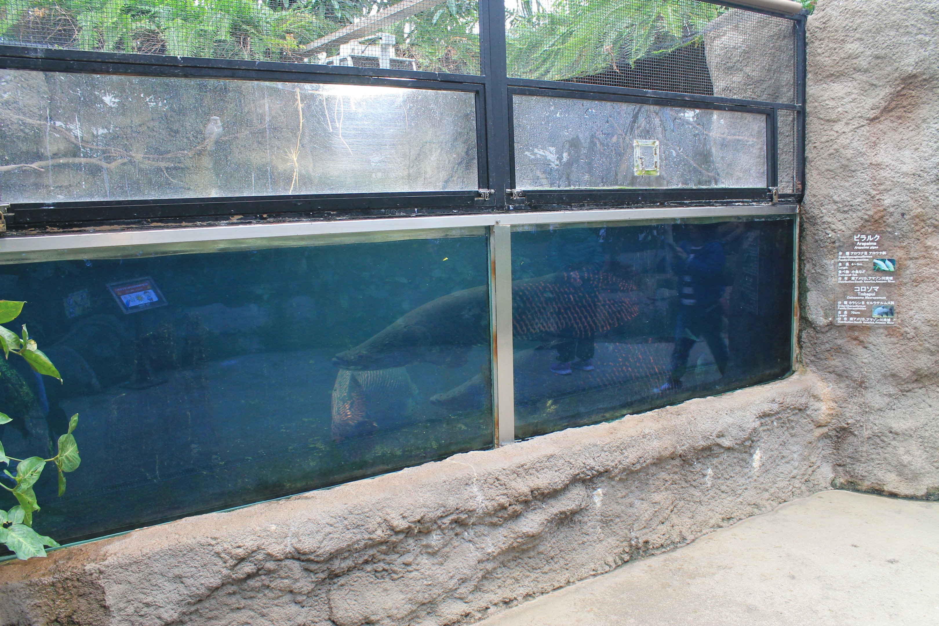 Arapaima and Tambaqui aquarium
