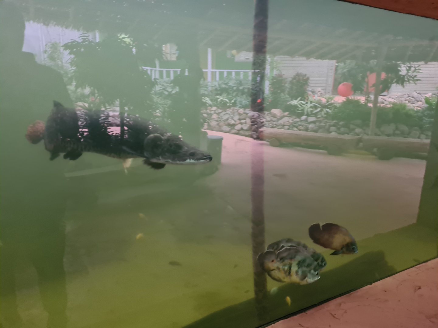 Arapaima and Tiger oscar in Pankong river