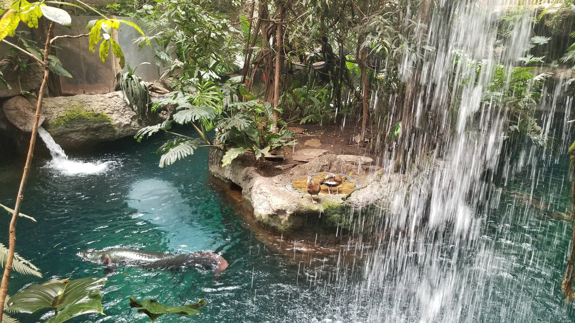 Arapaima, Antillian manatee, ducks