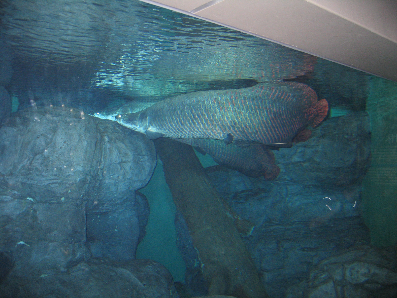 Arapaima - Apr 2006