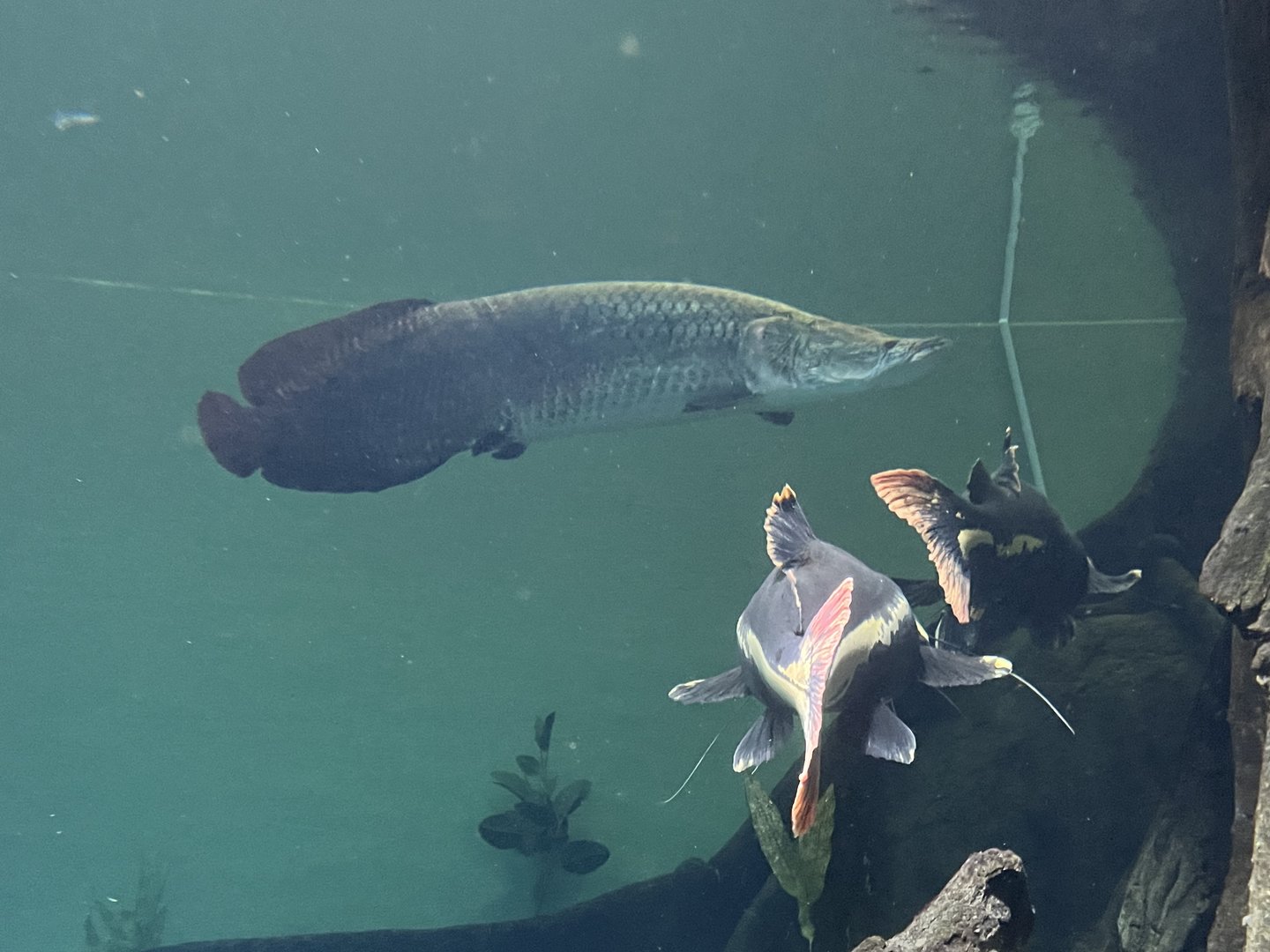 Arapaima (Arapaima gigas) and Red-Tailed Catfish (Phractocephalus hemioliopterus)