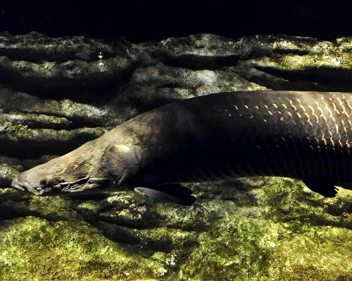 Arapaima (Arapaima gigas) - Kawasui Kawasaki Aquarium October 21, 2025