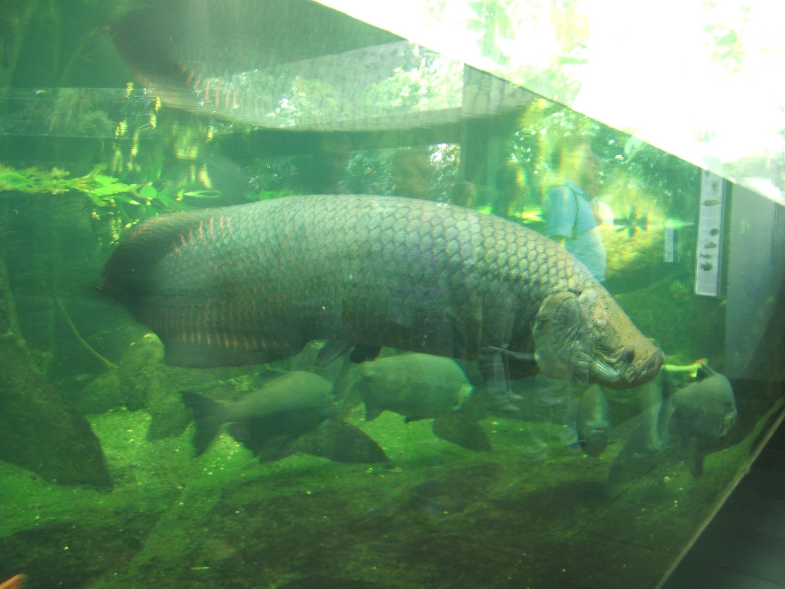 Arapaima (Arapaima gigas)