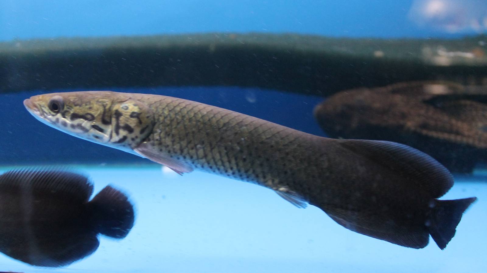 Arapaima (Arapaima gigas )
