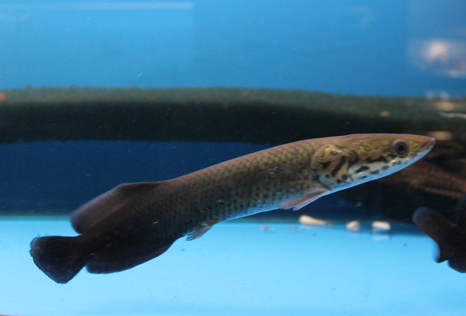 Arapaima (Arapaima gigas )