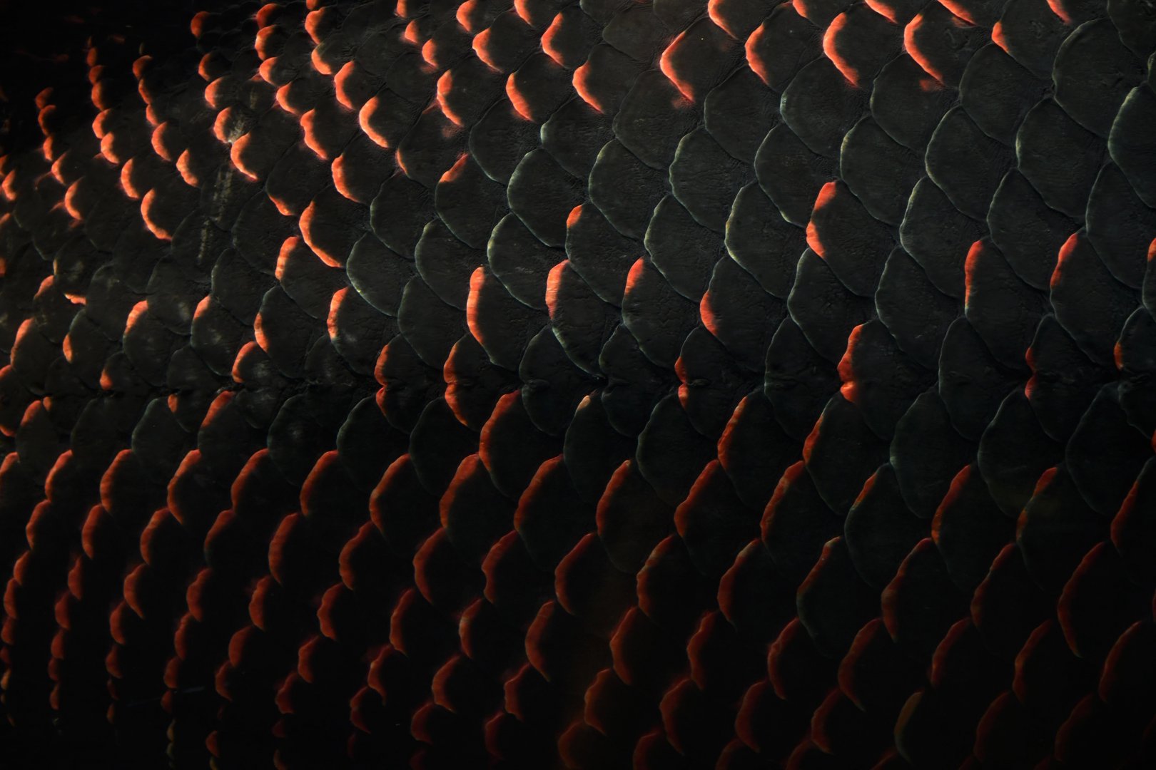 Arapaima (Arapaima gigas)