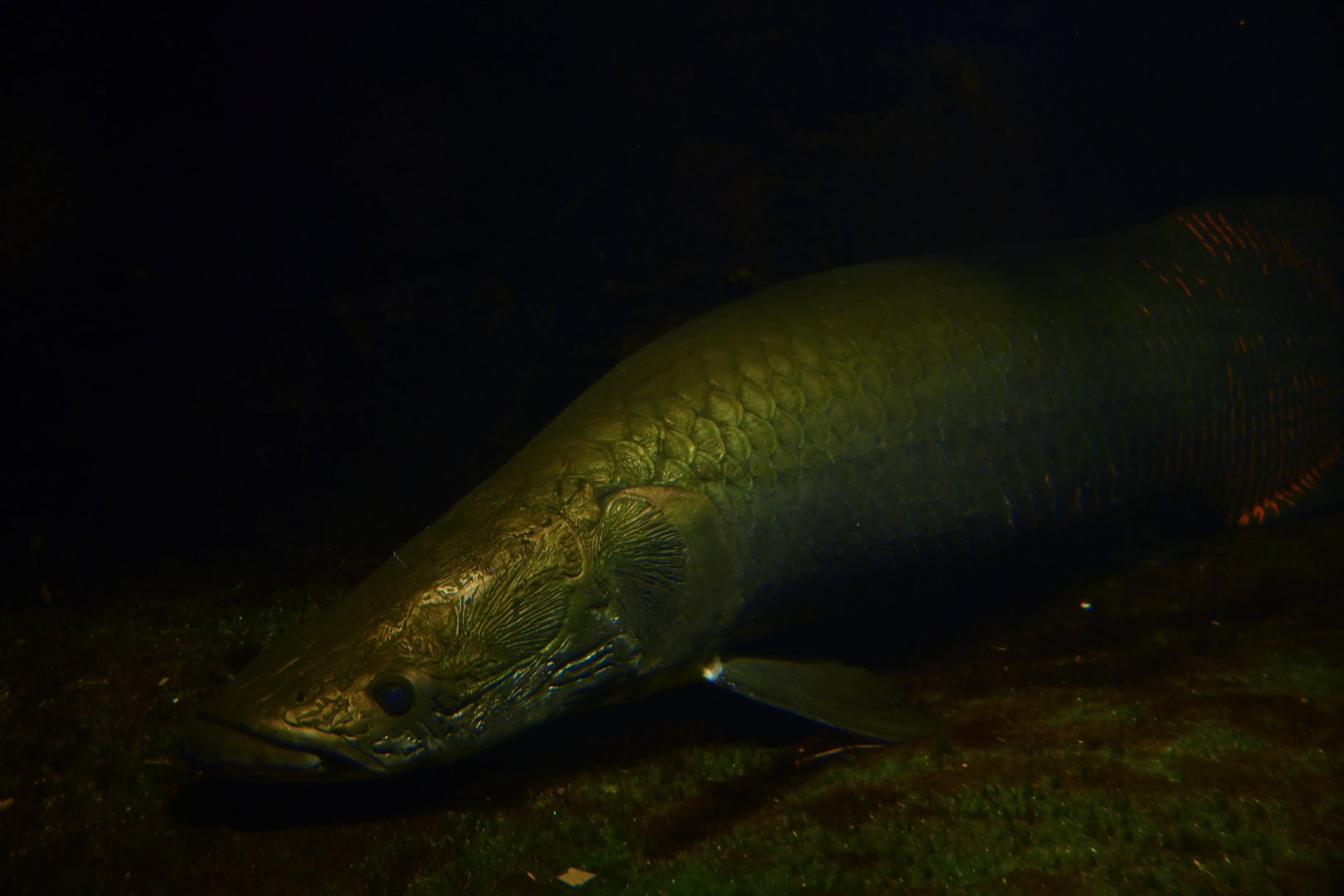 Arapaima (Arapaima gigas)