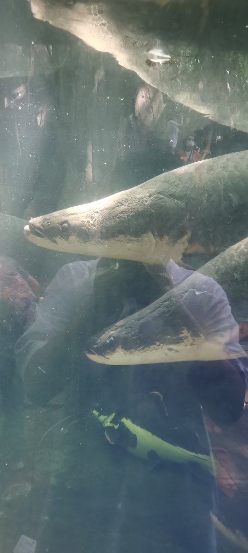 Arapaima (Arapaima gigas)
