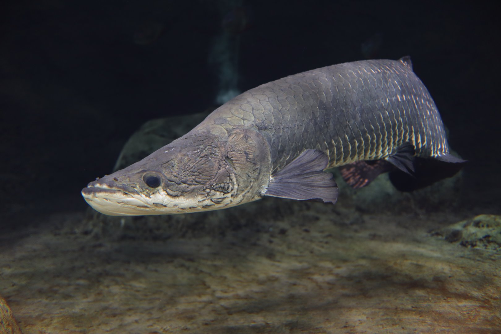 Arapaima (Arapaima gigas)