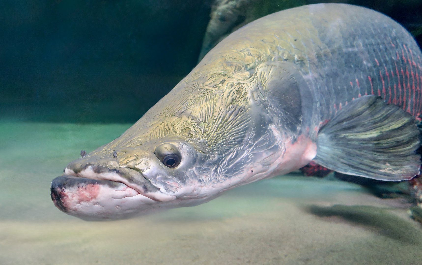 Arapaima (Arapaima gigas)
