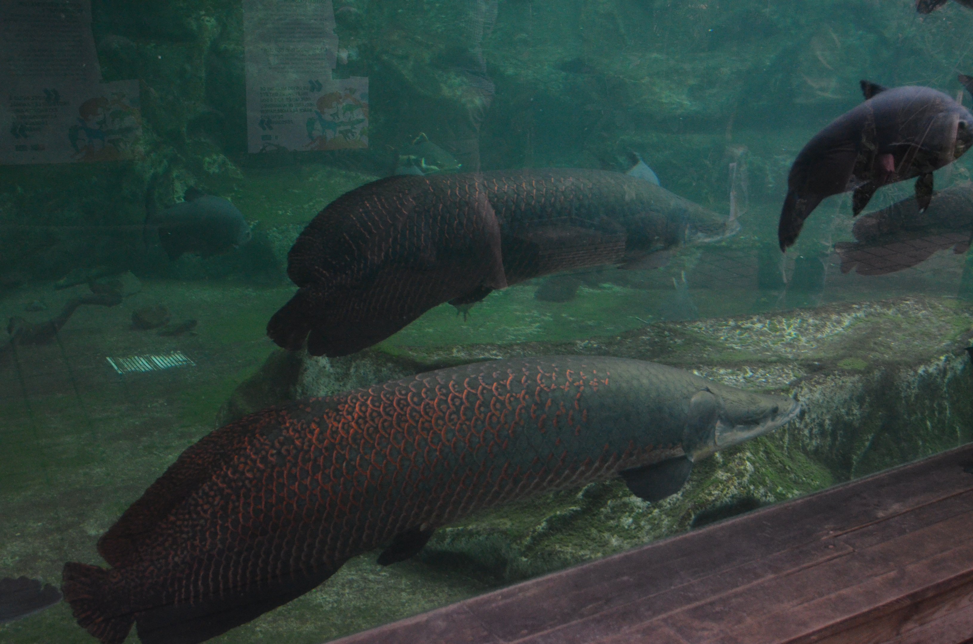 Arapaima at Beauval, 12/06/18