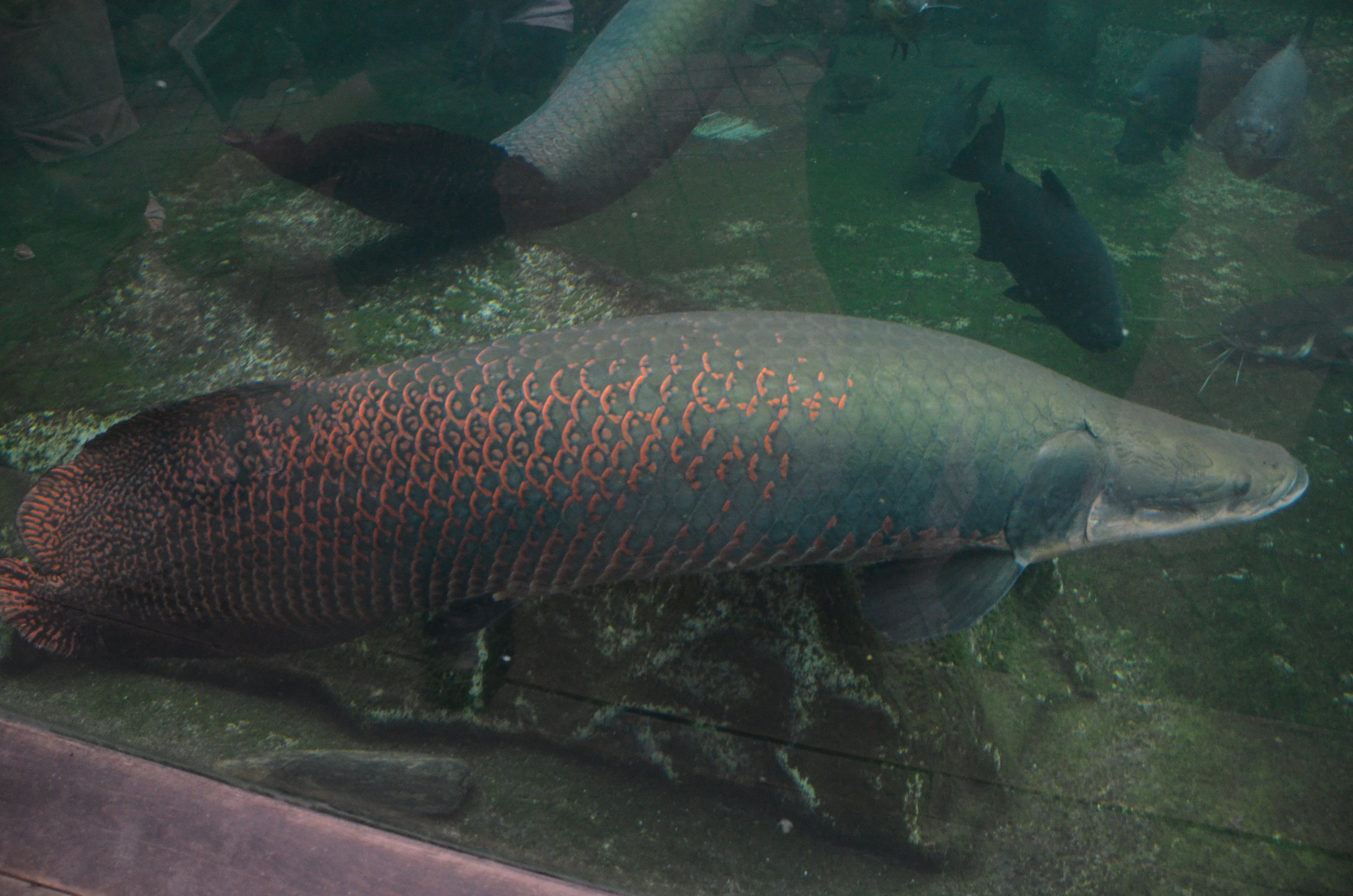 Arapaima at Beauval, 12/06/18