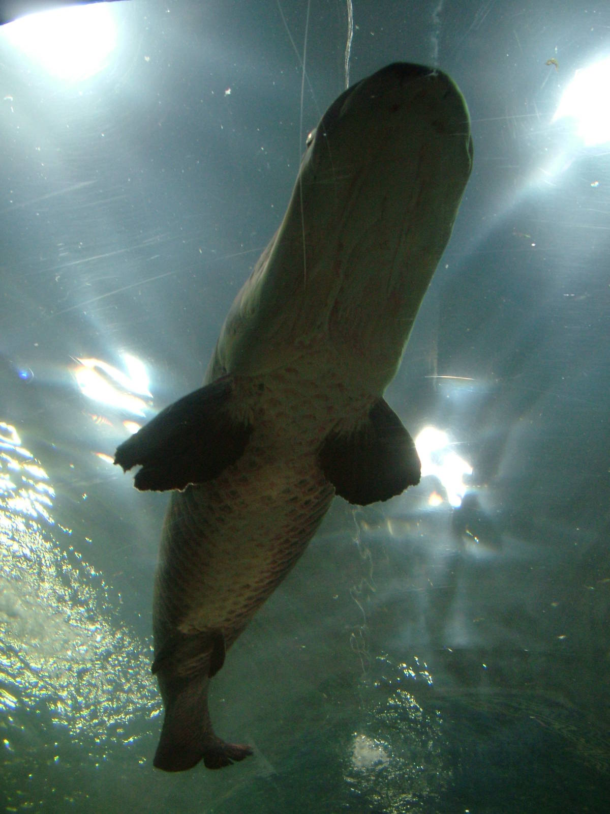 Arapaima at Faunia, 27/05/11