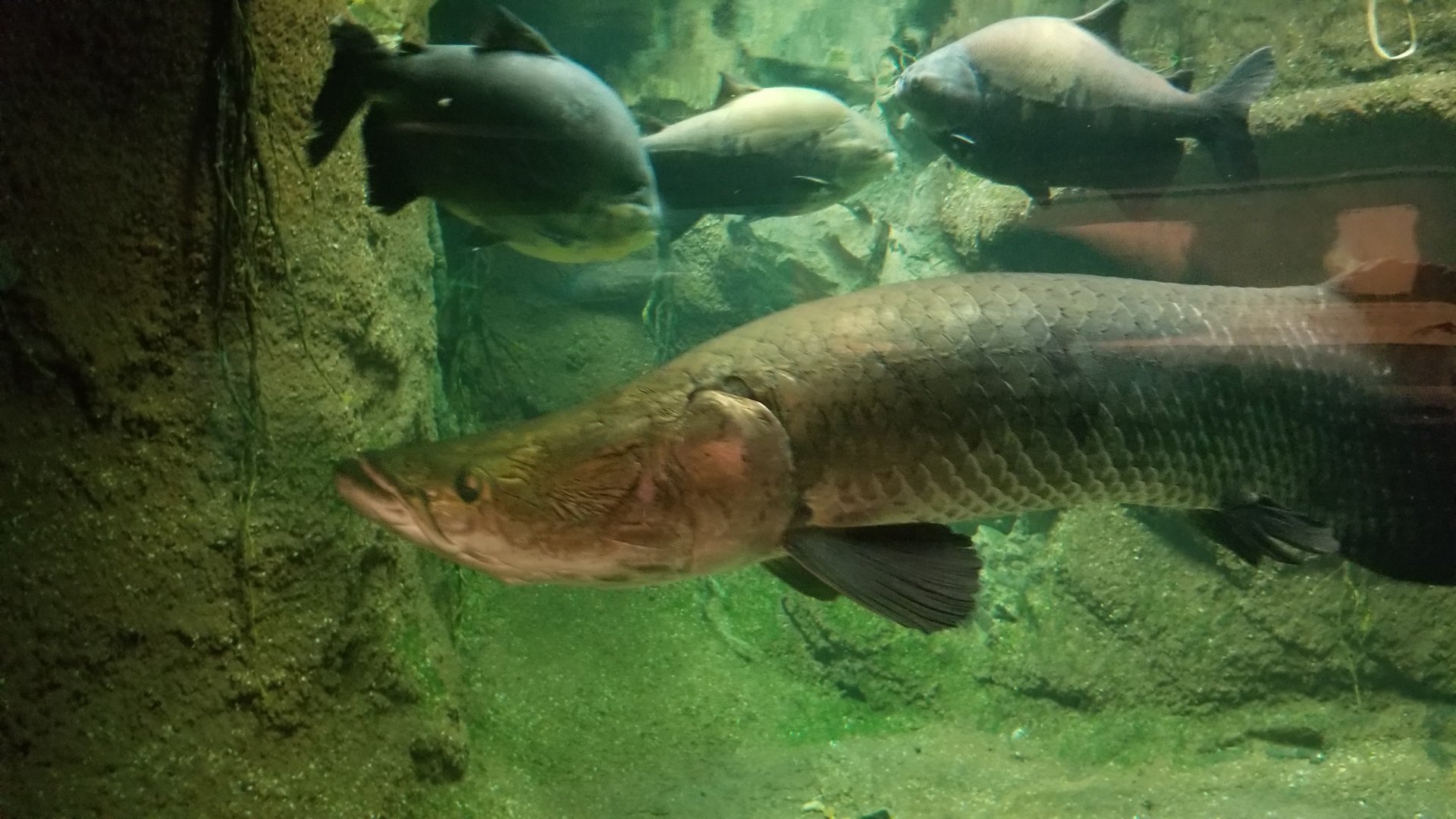 Arapaima, Black Pacu, Amazonia