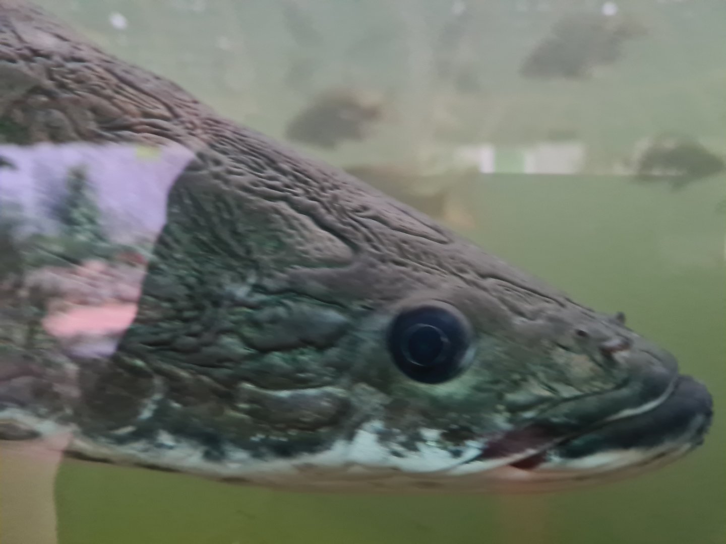 Arapaima close-up in Pankong river