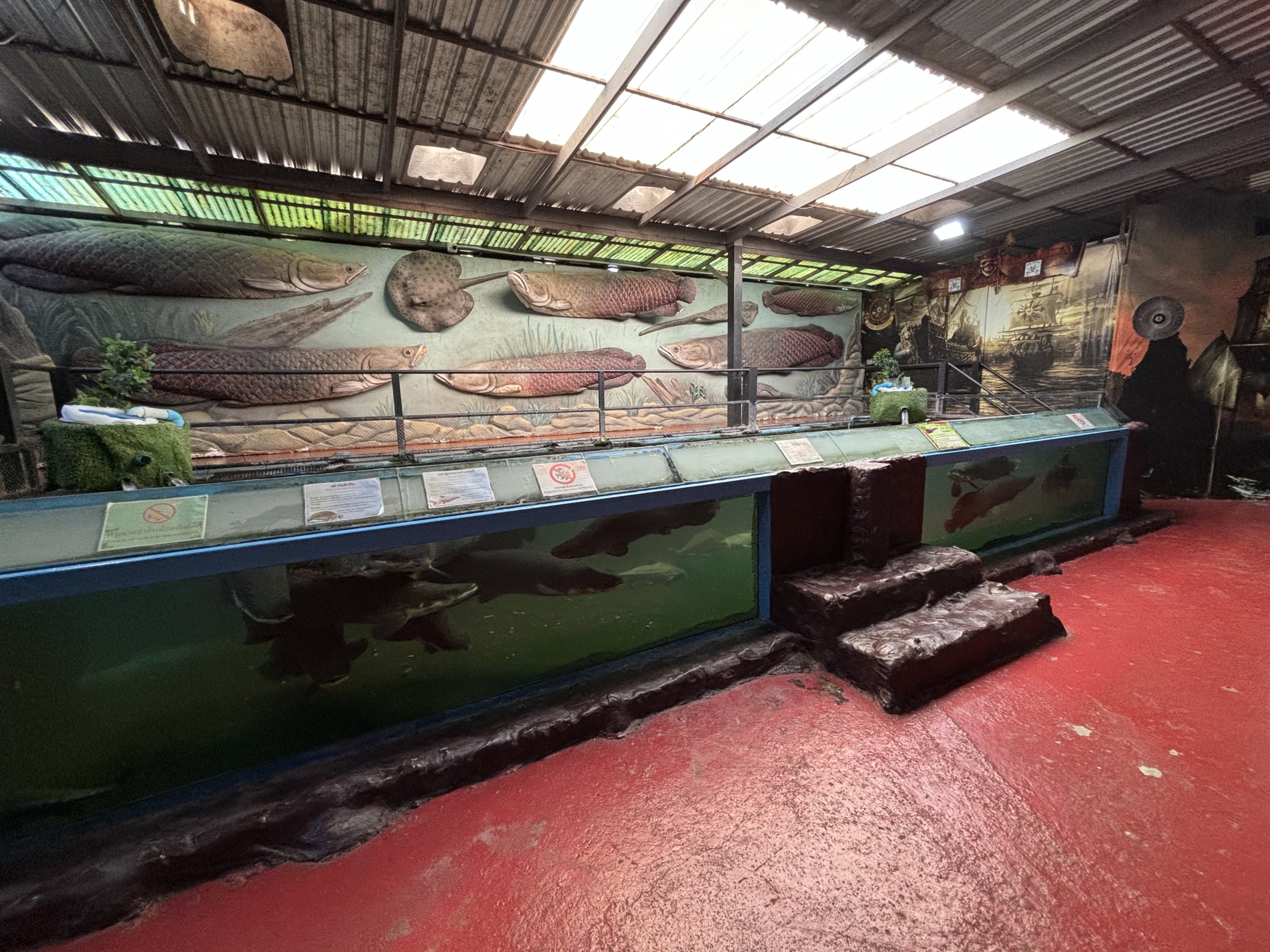 Arapaima Exhibit