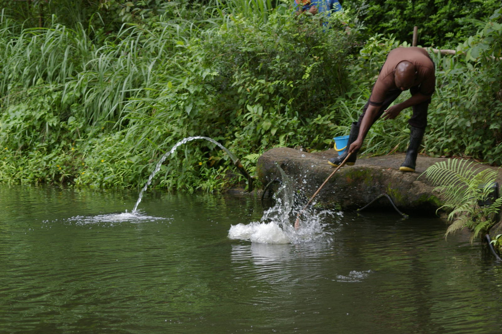 arapaima feeding