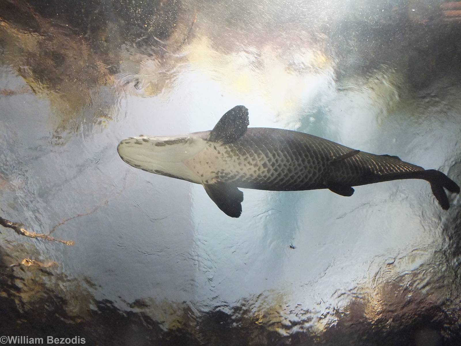Arapaima from Below