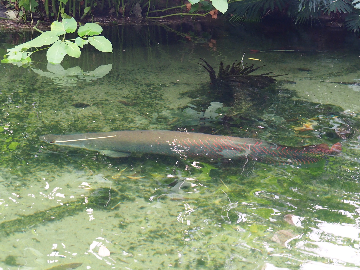 Arapaima gigas (Nov 10th, 2018)