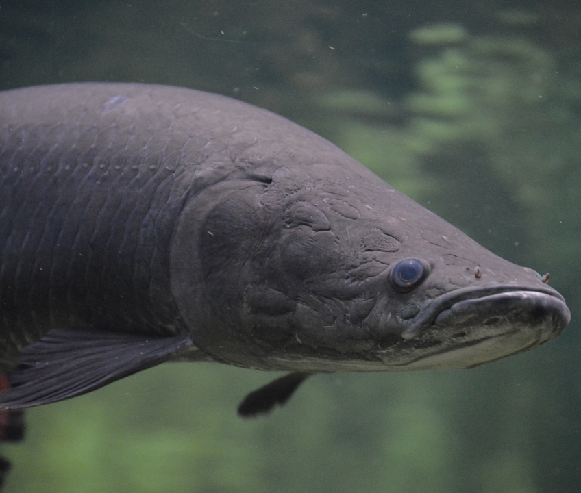 Arapaima gigas
