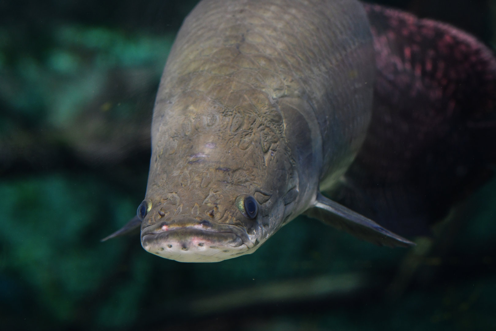 Arapaima gigas