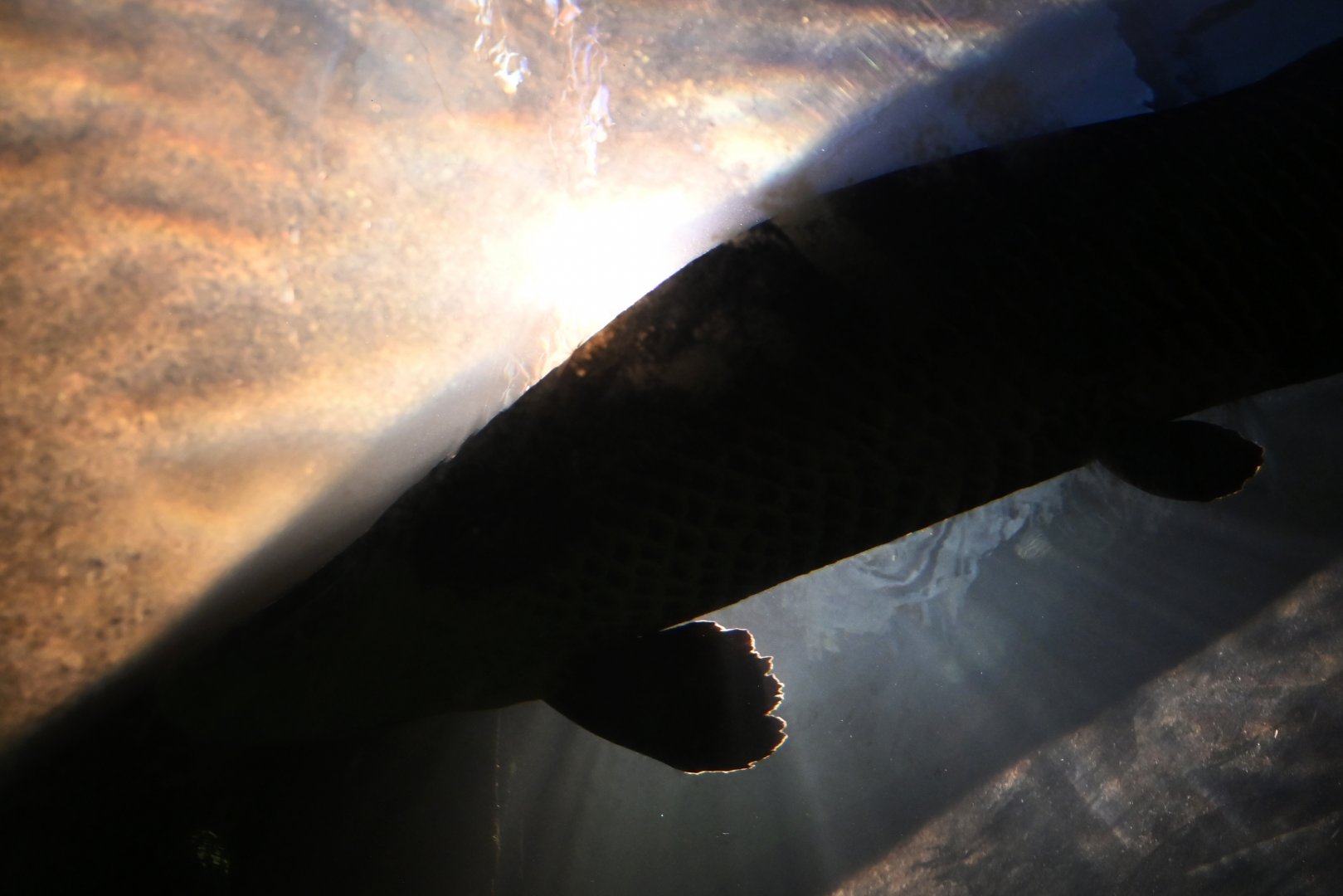 Arapaima gigas