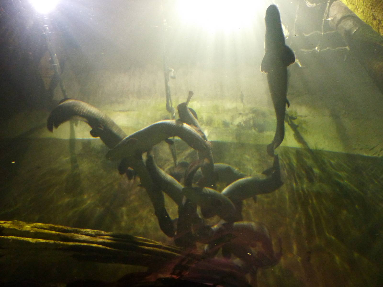 Arapaima group, 10th April 2012